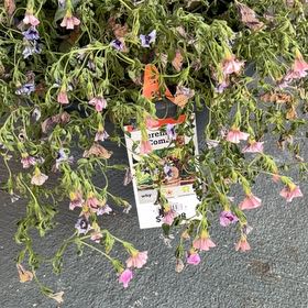 Photo of the plant species Wild Pansy by @BonusSourwood21 named Gobi on Greg, the plant care app