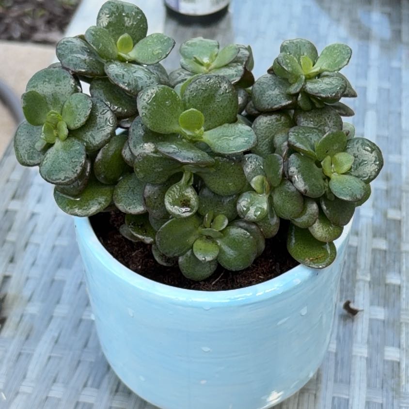 Photo of the plant species Assorted Succulents by @DecorousFlax98 named Rihanna on Greg, the plant care app