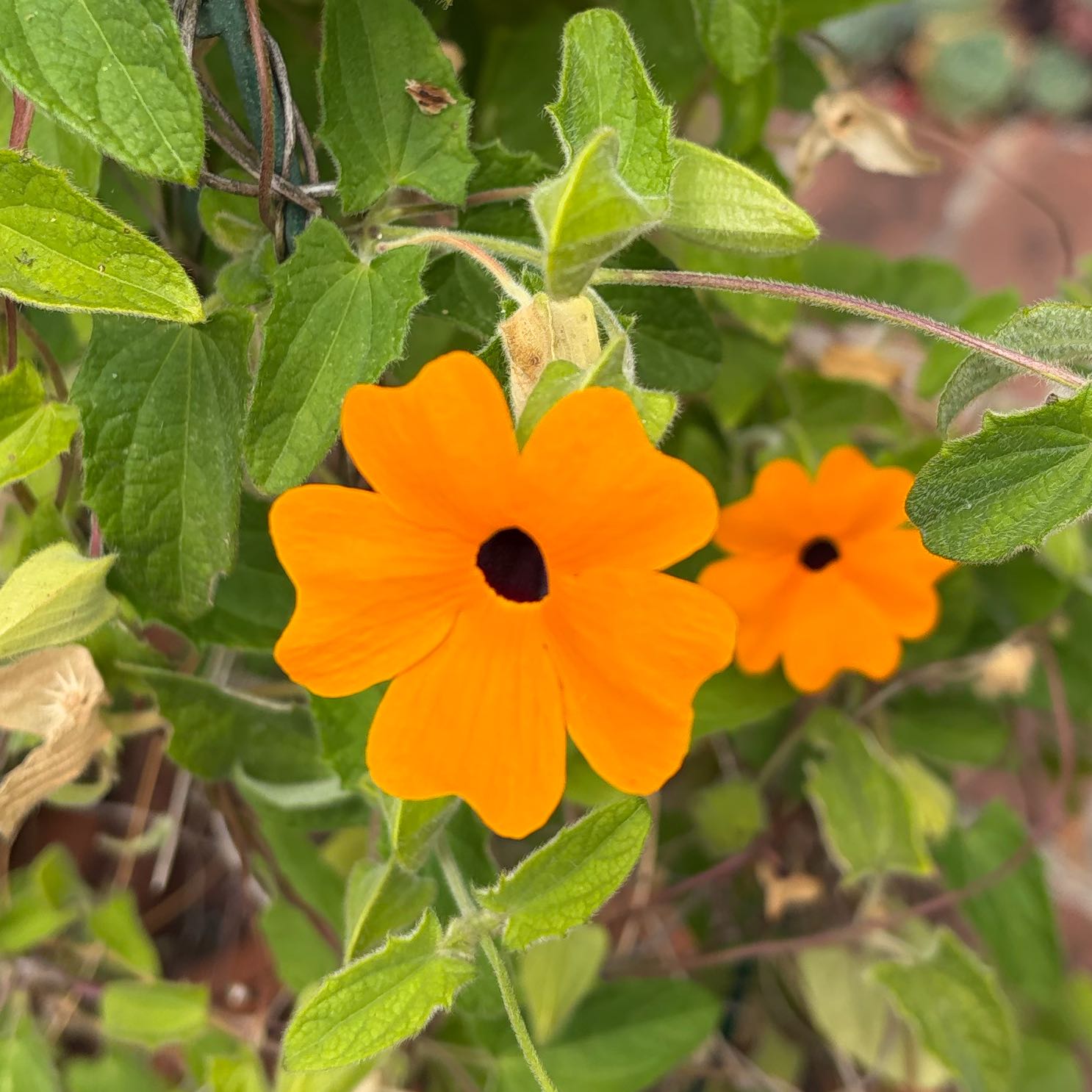 Photo of the plant species Blackeyed Susan Vine by @GraciousSalal78 named Austen on Greg, the plant care app