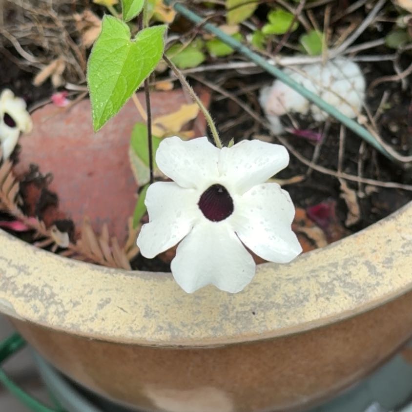 Photo of the plant species Blackeyed Susan Vine by @GraciousSalal78 named Apollo on Greg, the plant care app