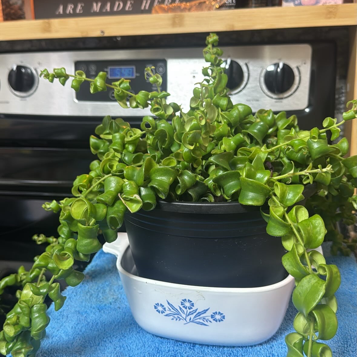 Photo of the plant species Twisted Lipstick Plant by @TopFern35 named Curly Shirley on Greg, the plant care app