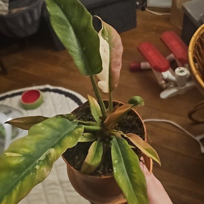 Photo of the plant species Philodendron Ring Of Fire by @UntiringOkra20 named Mariposa on Greg, the plant care app