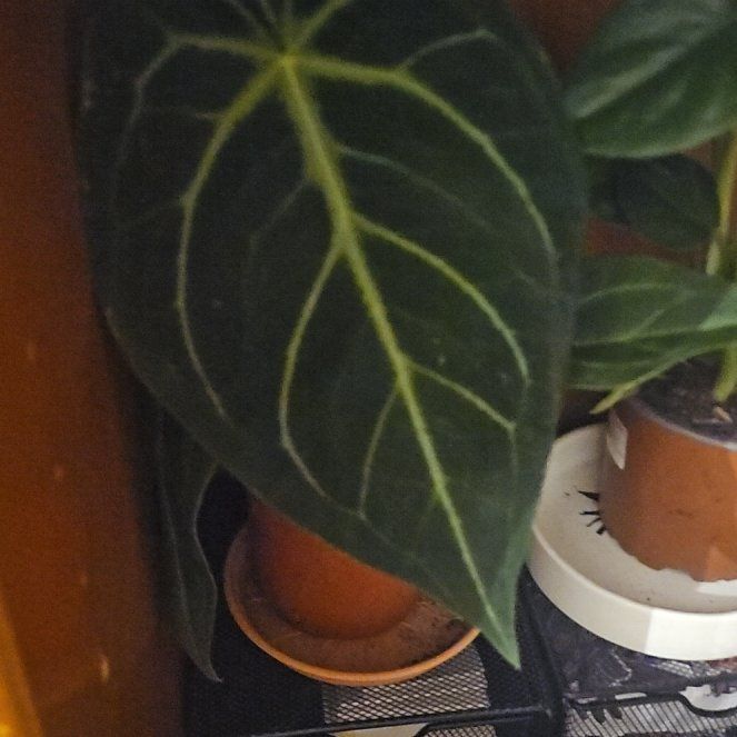 Photo of the plant species Anthurium magnificum by @UntiringOkra20 named Daphne on Greg, the plant care app