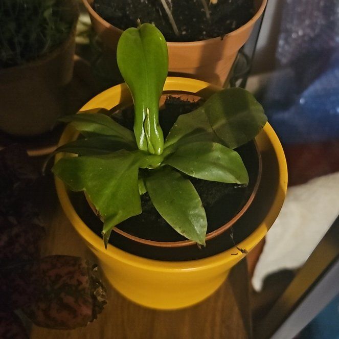 Photo of the plant species Nepenthes Monkey Jars by @UntiringOkra20 named Chétiflor on Greg, the plant care app