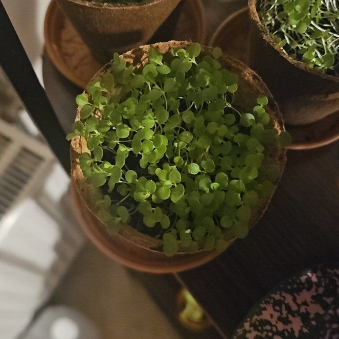 Photo of the plant species Asian Forget-Me-Not by @UntiringOkra20 named Marilyn on Greg, the plant care app