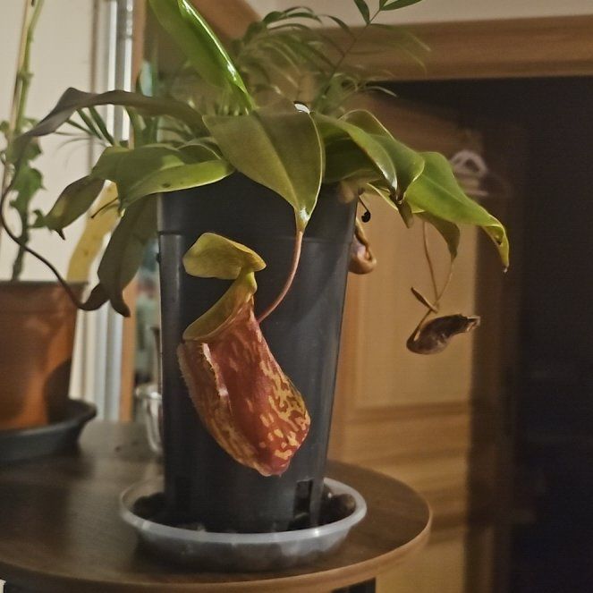 Photo of the plant species Nepenthes Monkey Jars by @UntiringOkra20 named Empiflor on Greg, the plant care app