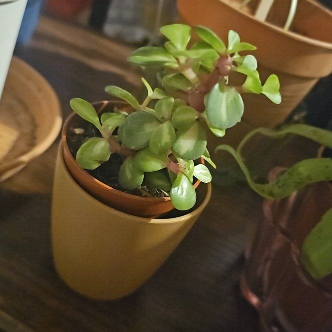 Photo of the plant species Rainbow Bush by @UntiringOkra20 named ChloroPhil on Greg, the plant care app