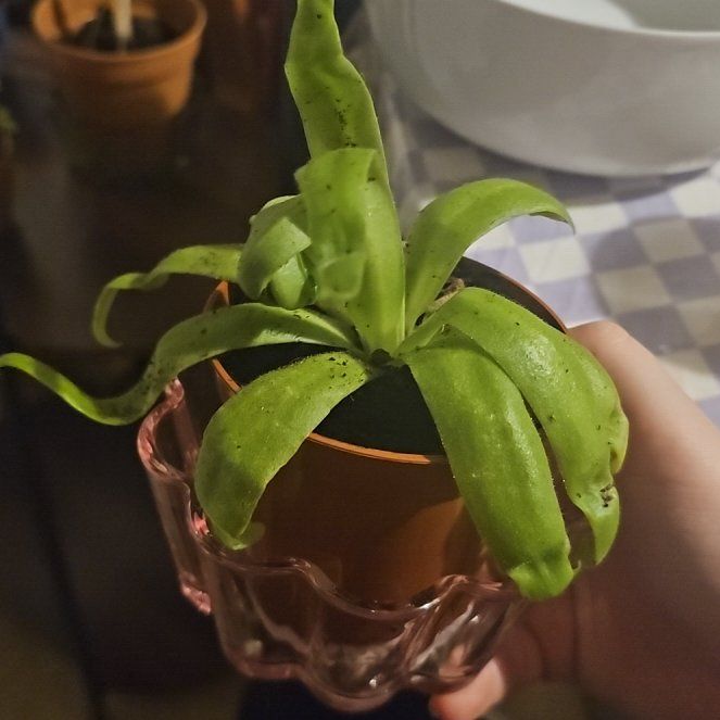 Photo of the plant species Butterwort, Mexican Cultivars by @UntiringOkra20 named Aphrodite on Greg, the plant care app