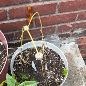 Photo of the plant species Garlic by @CivilSalsify64 named Denali on Greg, the plant care app