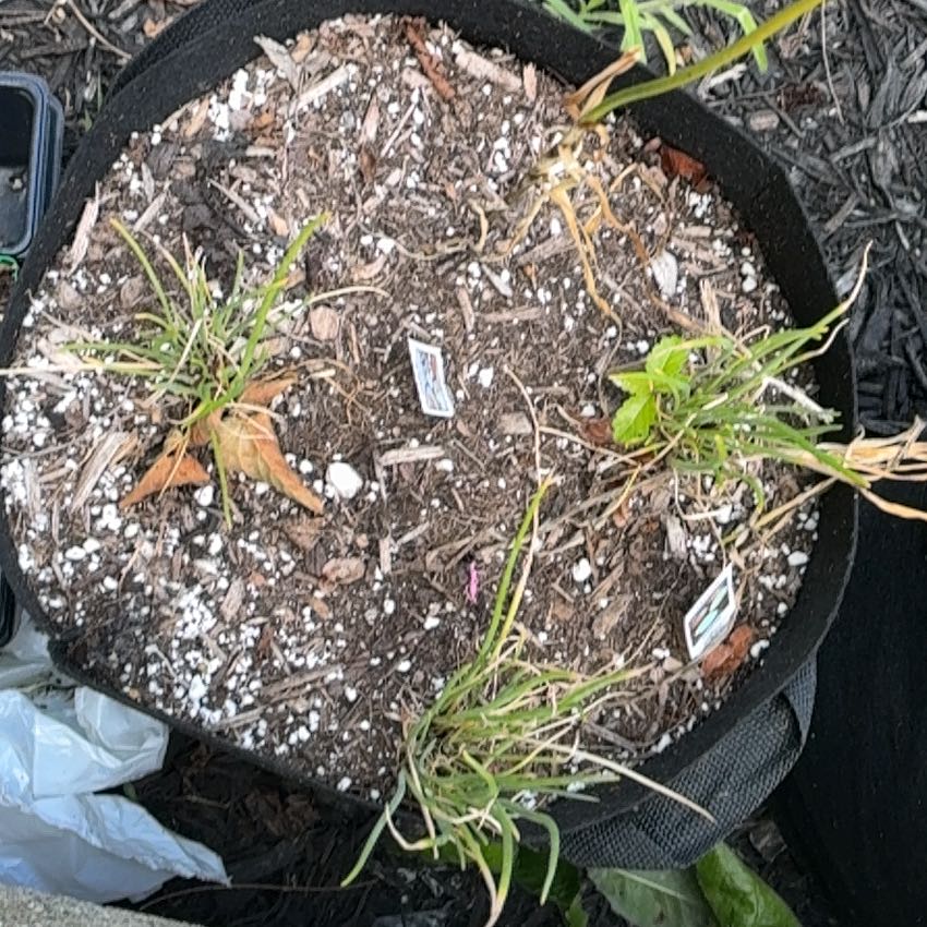Photo of the plant species Nodding Onion by @CivilSalsify64 named Naomi on Greg, the plant care app