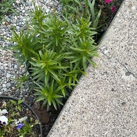Photo of the plant species Easter Lily by @CivilSalsify64 named Curie on Greg, the plant care app