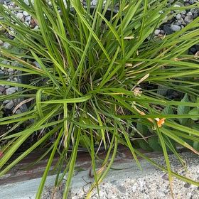 Photo of the plant species Orange Daylily by @CivilSalsify64 named Sanders on Greg, the plant care app