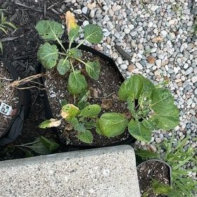 Photo of the plant species Brussel Sprout by @CivilSalsify64 named Gregarious on Greg, the plant care app