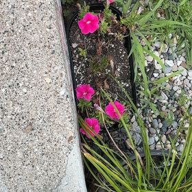 Photo of the plant species Chinese Pink by @CivilSalsify64 named Lola on Greg, the plant care app