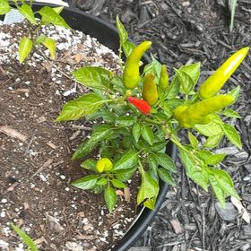 Photo of the plant species Tabasco Pepper by @CivilSalsify64 named Muhammad Ali on Greg, the plant care app