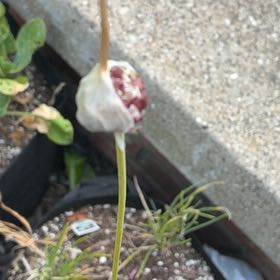 Photo of the plant species Garlic by @CivilSalsify64 named Darwin on Greg, the plant care app
