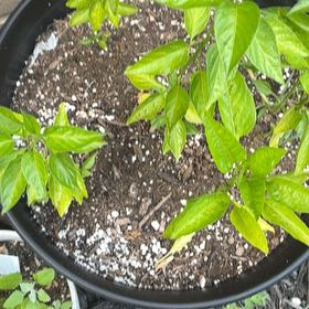 Photo of the plant species Serrano Pepper by @CivilSalsify64 named Willow on Greg, the plant care app