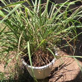 Photo of the plant species Lemon Grass by @HeroTauhinu98 named Foxxy on Greg, the plant care app