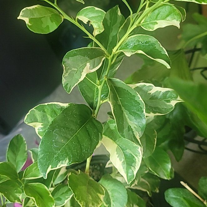 Photo of the plant species lemon tree by @FunSalsa82 named McKinley on Greg, the plant care app