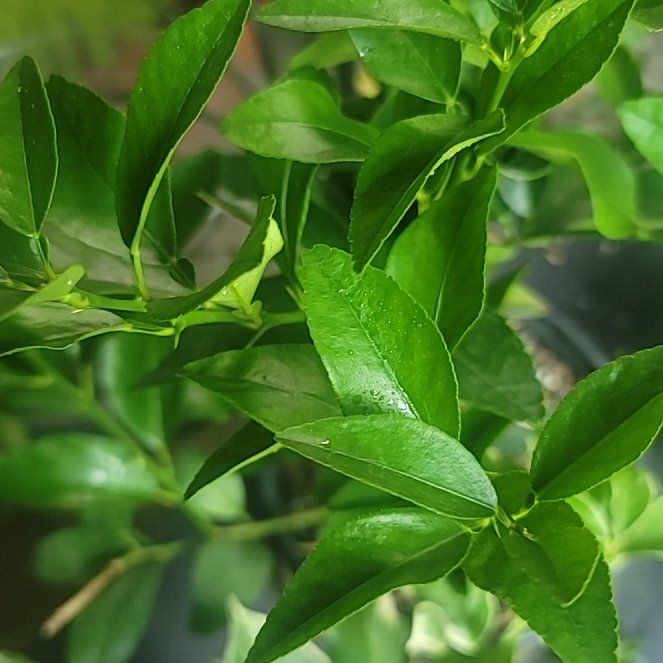 Photo of the plant species Lime Tree by @FunSalsa82 named Luna on Greg, the plant care app