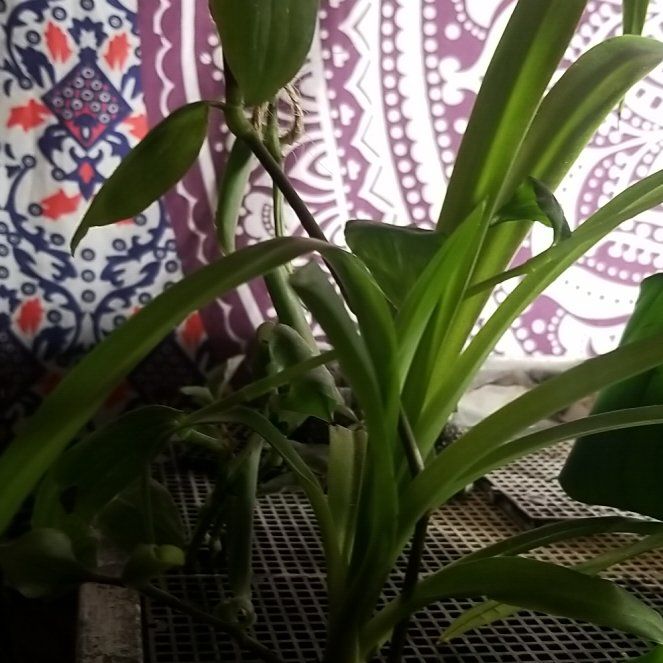 Photo of the plant species Cape Spider Plant by @ripariumroots named Ulysses S Plant on Greg, the plant care app