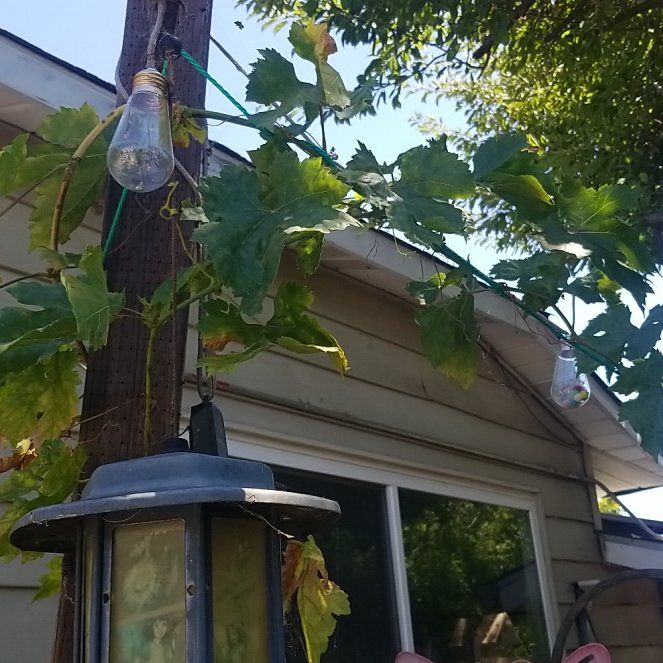 Photo of the plant species Wine Grape by @ripariumroots named Daphne on Greg, the plant care app