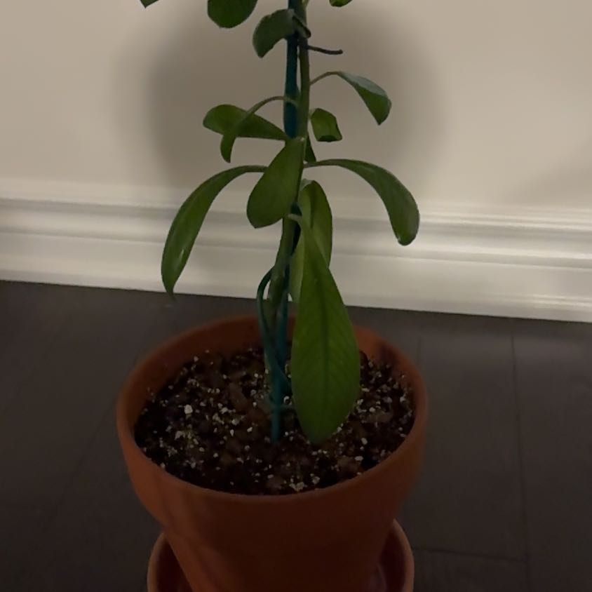 Photo of the plant species Rudraksha Tree by @natureboy8 named Groot on Greg, the plant care app