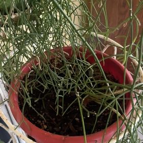 Photo of the plant species Rhipsalis baccifera by @YardCobnut57 named Muhammad Ali on Greg, the plant care app