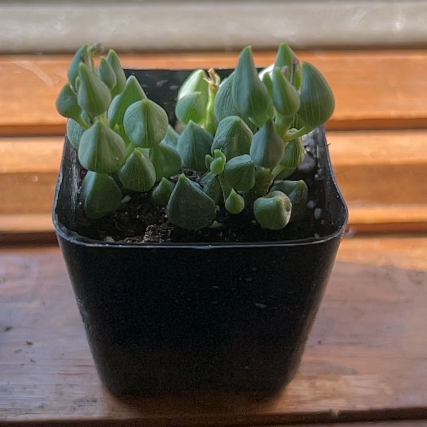 Photo of the plant species String of Tears by @MimiLeisa named Orlando Bloom on Greg, the plant care app
