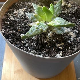 Photo of the plant species Pebbled Tiger Jaws by @MimiLeisa named Ulysses S Plant on Greg, the plant care app
