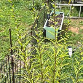 Photo of the plant species Rough Canada Goldenrod by @YesRedsky66 named Maya on Greg, the plant care app