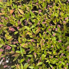 Photo of the plant species Oriental Lady's Thumb by @YesRedsky66 named Sigmund on Greg, the plant care app