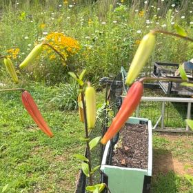 Photo of the plant species Tiger Lily by @YesRedsky66 named Delilah on Greg, the plant care app