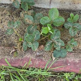 Photo of the plant species Beach Strawberry by @YesRedsky66 named Beckham on Greg, the plant care app