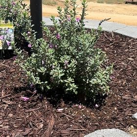 Photo of the plant species Texas Barometer Bush by @GreatFittonia33 named Hemingway on Greg, the plant care app