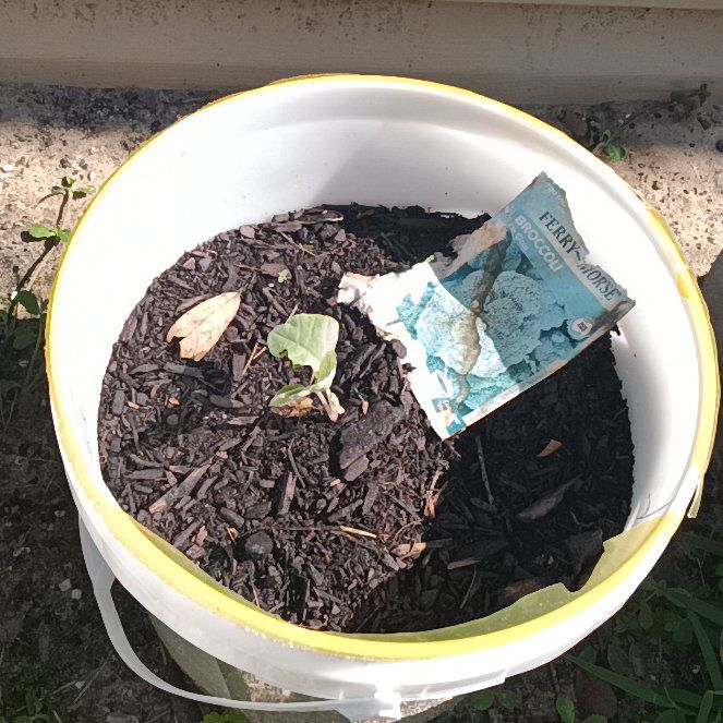 Photo of the plant species Broccoli by @SageKale45 named Kendall on Greg, the plant care app