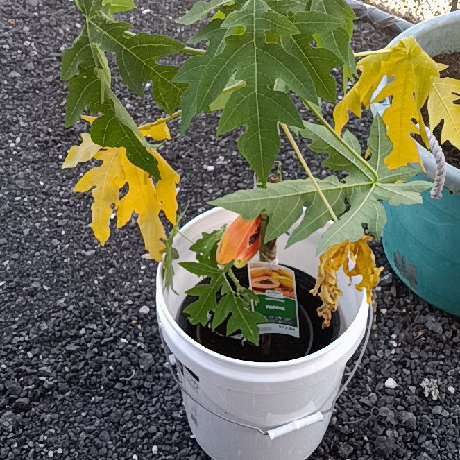 Photo of the plant species Papaya by @SageKale45 named Figyonce on Greg, the plant care app