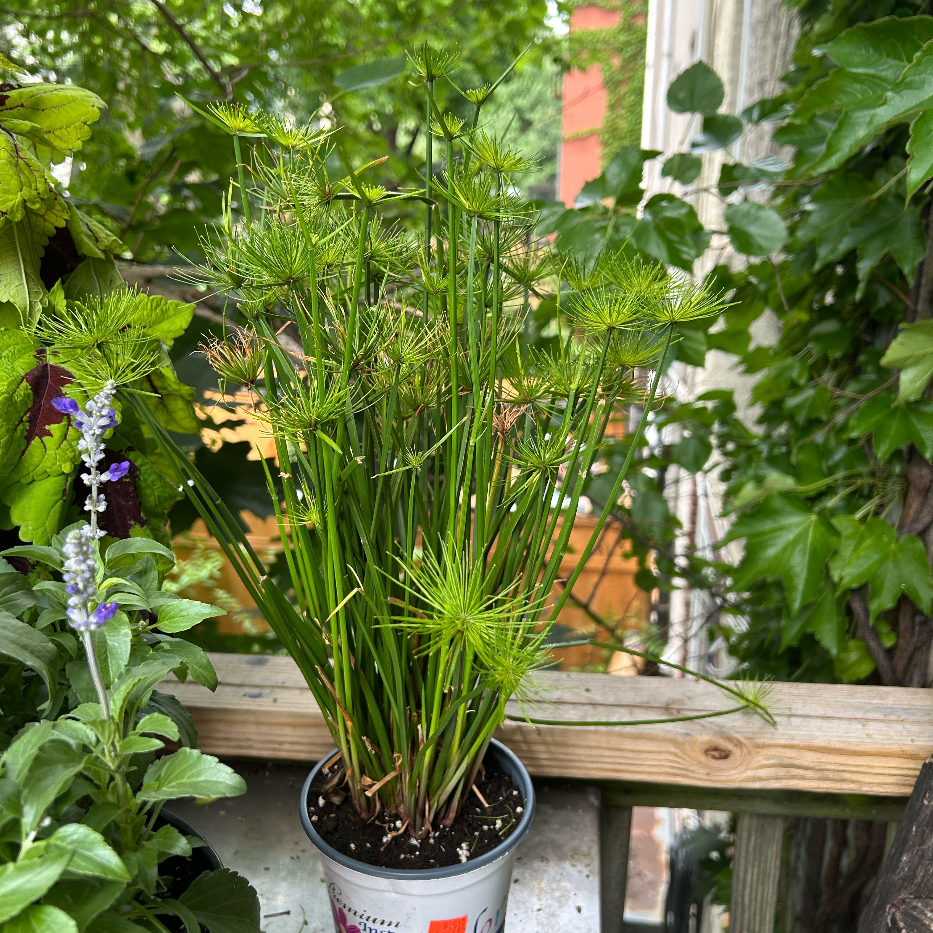 Photo of the plant species Dill by @FlyingPurei86 named Keanu Leaves on Greg, the plant care app