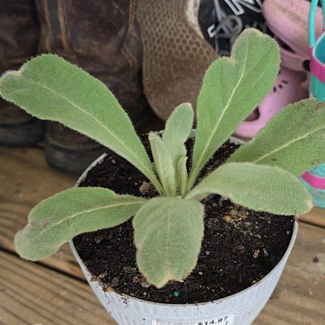 Photo of the plant species Lamb's Ear by @TopKaro94 named Madonna on Greg, the plant care app