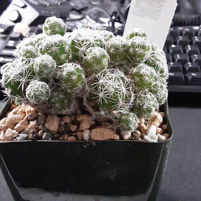 Photo of the plant species Thimble Cactus by @FabBaywillow named Sigmund on Greg, the plant care app