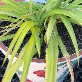 Photo of the plant species Poisonbulb by @ChiefCobnut35 named Madonna on Greg, the plant care app