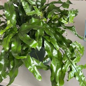 Photo of the plant species Kangaroo Paw Fern by @BeneficTwister named Sahara on Greg, the plant care app