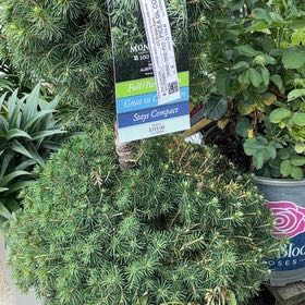 Photo of the plant species English Yew by @ChirpyFenorchid named Elle on Greg, the plant care app