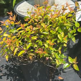 Photo of the plant species Asian Jasmine by @SublimeNoni27 named LiloStitch on Greg, the plant care app