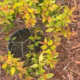 Photo of the plant species Japanese Meadowsweet by @SublimeNoni27 named Athena on Greg, the plant care app
