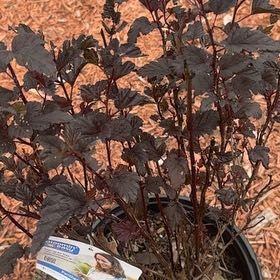 Photo of the plant species Common Ninebark by @SublimeNoni27 named Achilles on Greg, the plant care app