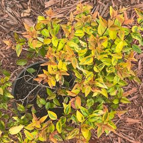 Photo of the plant species Sacred Bamboo by @SublimeNoni27 named Michelle Branch on Greg, the plant care app