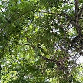 Photo of the plant species Tamarind by @LushMarimo95 named Scarlett on Greg, the plant care app