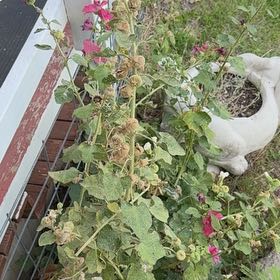 Photo of the plant species Hollyhock by @LushMarimo95 named Robert Plant on Greg, the plant care app