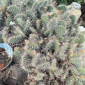 Photo of the plant species Navajo Bridge Prickly Pear by @LushMarimo95 named Planty on Greg, the plant care app
